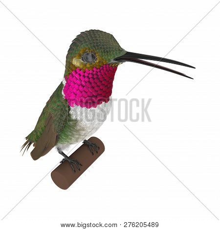 Broad Tailed Hummingbird Sitting On Branch 3d Illustration Isolated