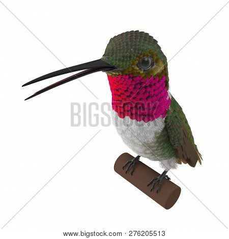 Broad Tailed Hummingbird Sitting On Branch 3d Illustration Isolated