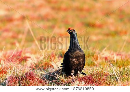 Black Grouse Cock In Mating Season ( Lyrurus Tetrix ), Wild Bird On Mounting Meadow, The Natural Hab