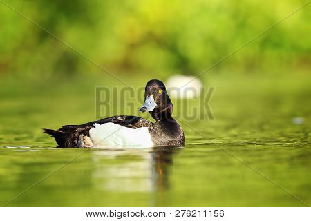 Cute Tufted Duck Drake ( Aythya Fuligula ) Swimming On Lake Surface