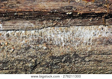 Detail Of Mine Fungus Hyphae Growing On Wooden Element ( Fibroporia Vaillantii )