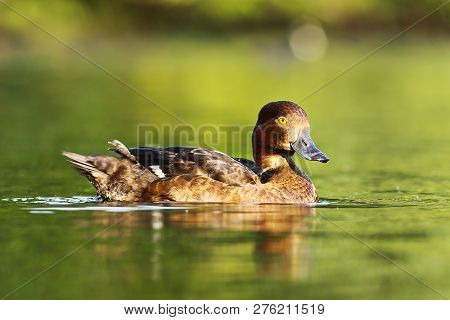 Female Tufted Duck Floating On Water Surface ( Aythya Fuligula )