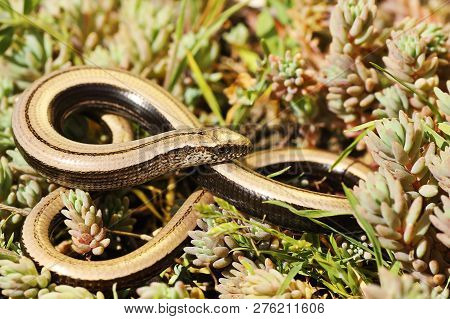 Full Length Deaf Adder In Natural Habitat ( Anguis Fragilis )
