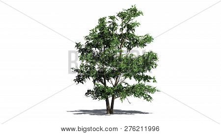 Korean Stewartia Tree With Shadow - Separated On White Background - 3d Illustration