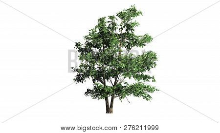 Korean Stewartia Tree - Separated On White Background - 3d Illustration
