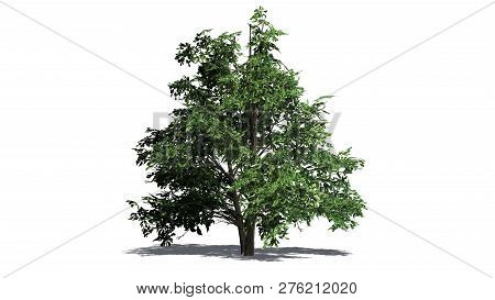 Korean Stewartia Tree With Shadow - Separated On White Background - 3d Illustration