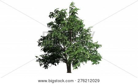 Korean Stewartia Tree - Separated On White Background - 3d Illustration