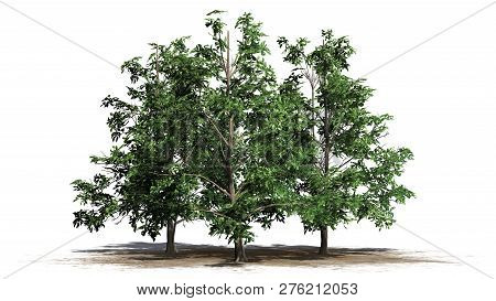 Korean Stewartia Tree Cluster On A Sand Area - Separated On White Background - 3d Illustration