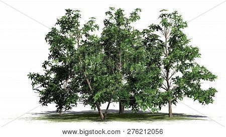 Korean Stewartia Tree Cluster On A Green Area - Separated On White Background - 3d Illustration