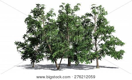 Korean Stewartia Tree Cluster With Shadow - Separated On White Background - 3d Illustration