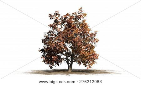 Korean Stewartia Tree Fall On A Sand Area - Separated On White Background - 3d Illustration