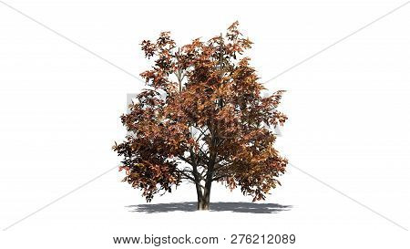 Korean Stewartia Tree Fall With Shadow - Separated On White Background - 3d Illustration