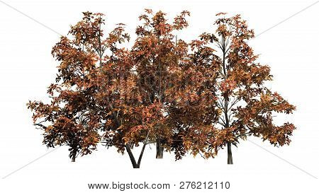 Korean Stewartia Tree Cluster Fall - Separated On White Background - 3d Illustration
