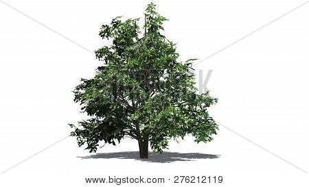 Korean Stewartia Tree Sping With Shadow - Separated On White Background - 3d Illustration