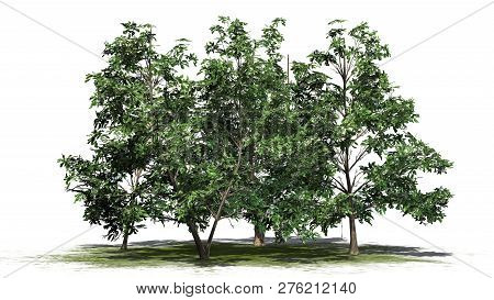 Korean Stewartia Tree Cluster Spring On A Sand Area - Separated On White Background - 3d Illustratio