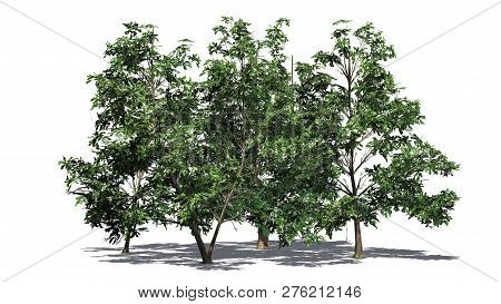 Korean Stewartia Tree Cluster Spring With Shadow - Separated On White Background - 3d Illustration