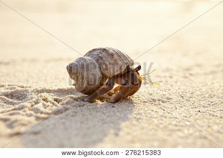 Hermit Crab Get Out From Shell To Explores The Environment In Local Seychelle Beach