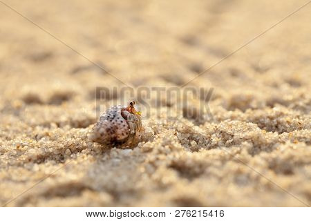 Hermit Crab Get Out From Shell To Explores The Environment In Local Seychelle Beach