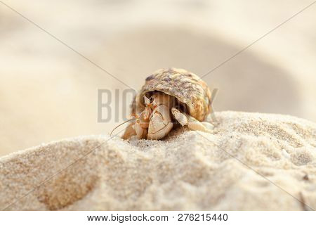 Hermit Crab Get Out From Shell To Explores The Environment In Local Seychelle Beach