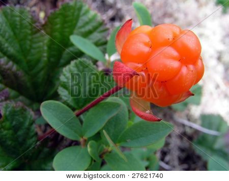 CloudBerry