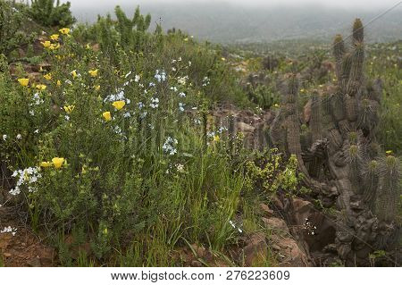 Flowers In The Atacama Desert After Unusual Rain In The Atacama Desert Near Copiapo, In Northern Chi