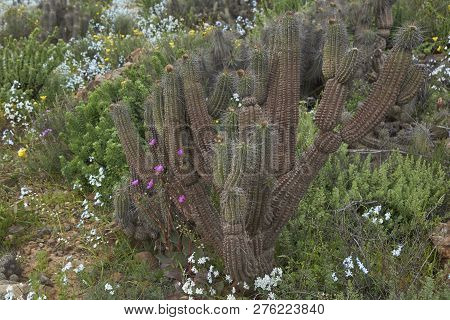 Flowers In The Atacama Desert After Unusual Rain In The Atacama Desert Near Copiapo, In Northern Chi