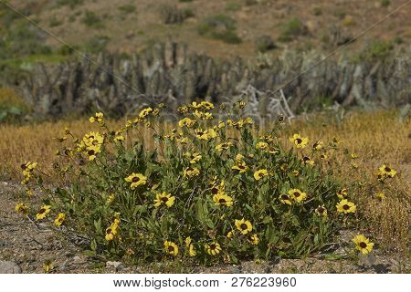 Flowers In The Atacama Desert After Unusual Rain In The Atacama Desert Near Copiapo, In Northern Chi