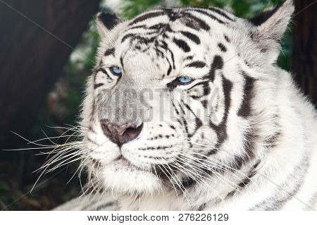 Bengal White Tiger Close Up (panthera Tigris Tigris)