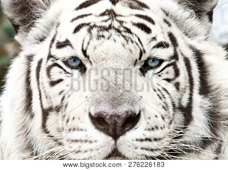 Bengal White Tiger Close Up (panthera Tigris Tigris)