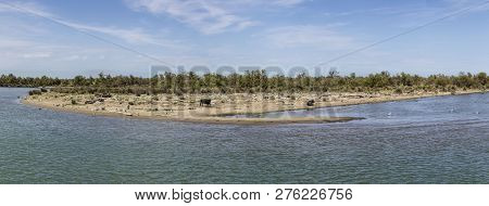 Wild Bulls Praze And Rest At A Beach In The Rhone Delta In The Camarque, France