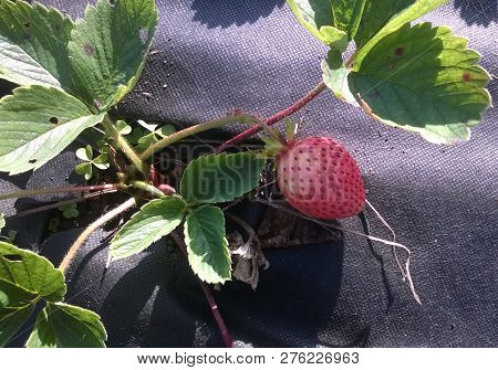 The Pink Strawberry Green Leaves Black Ground