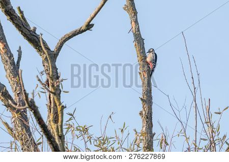 Great Spotted Woodpecker On Tree (dendrocopos Major)