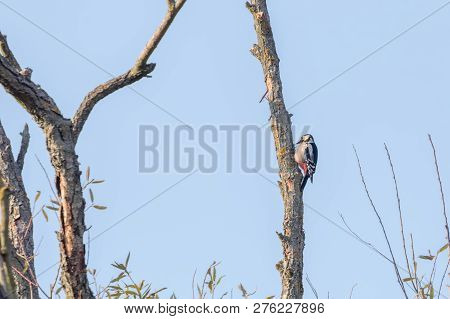 Great Spotted Woodpecker On Tree (dendrocopos Major)