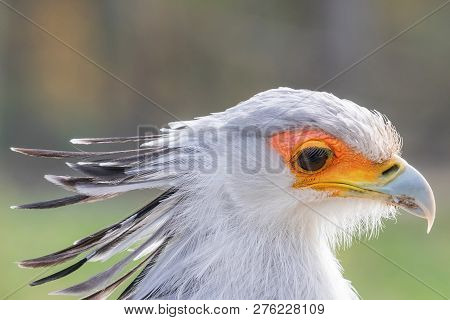 Secretarybird Close Up Portrait, African Bird Of Prey (sagittarius Serpentarius)