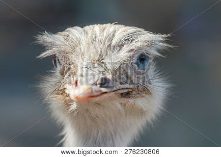 Close Up Portrait Of Nandu (greater Rhea)