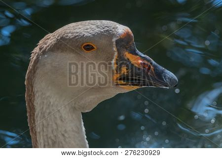 Portrait Of Chinese Goose Close Up Wildlife Wildlife