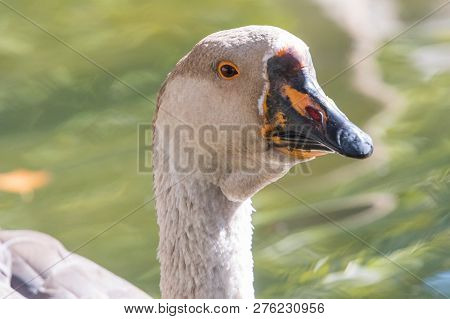 Portrait Of Chinese Goose Close Up Wildlife