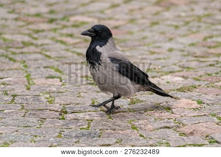 Hooded Crow