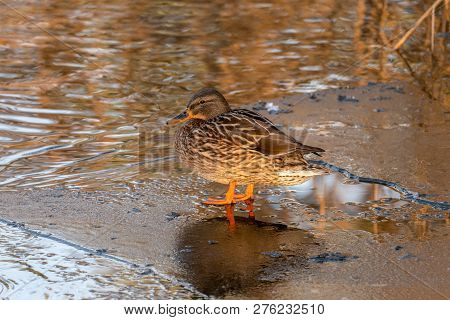 Mallard Female Duck On Very Thin Ice