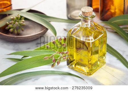 Eucalyptus Essential Oil. Eucalyptus Oil For Skin Care, Aromatheraphy, Spa, Herbal Medicine.