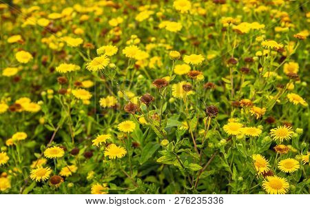 Budding, Yellow Flowering And Overblown Common Fleabane Or Pulicaria Dysenterica Plants In A Dutch N