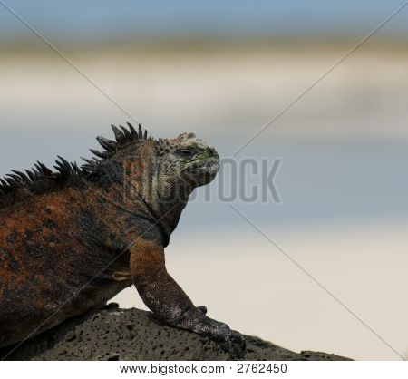 Beach deniz Iguana