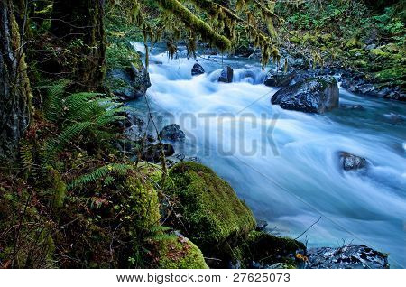Mountain River In Forest - Nooksack River Washington