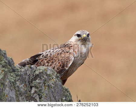 kite resting on rock (buteo rufinus)