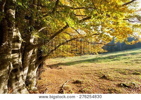 Trees In Autumn Season Background. Autumn Lansdscape
