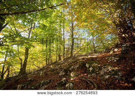 Trees In Autumn Season Background. Autumn Lansdscape