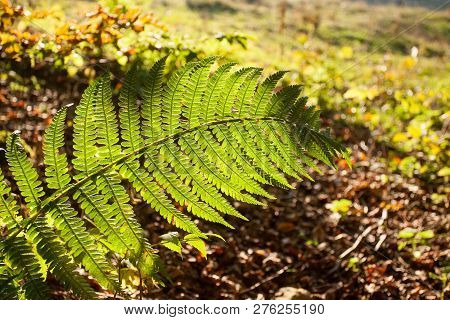 Fern Leaf Close Up, Autumn Background. Beauty In Nature. Autumn Lansdscape