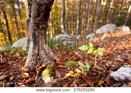 Wild Plant Leaf Close Up, Autumn Background.  Beauty In Nature. Autumn Lansdscape