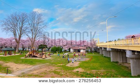 Iwate , Japan - April 22 2018: Kitakami Tenshochi Park Located By The Kitakami River, Renowned As On