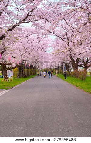 Iwate , Japan - April 22 2018: Kitakami Tenshochi Park Located By The Kitakami River, Renowned As On